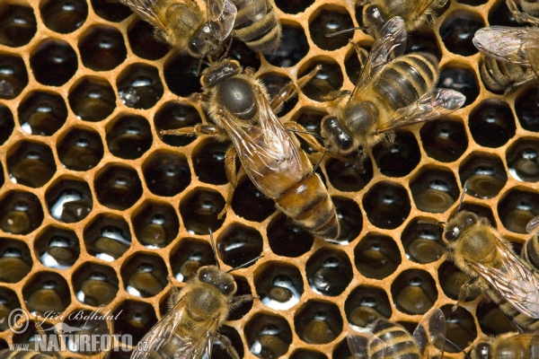 Western Honey Bee - Queen, Mother (Apis mellifera)